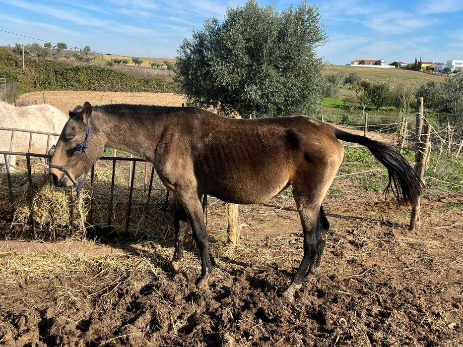 Troco poldros e/ou poldras Lusitanas por jeep