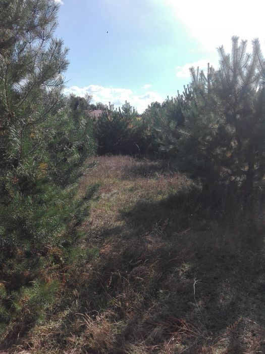 Oddam za darmo drzewa do wycinki