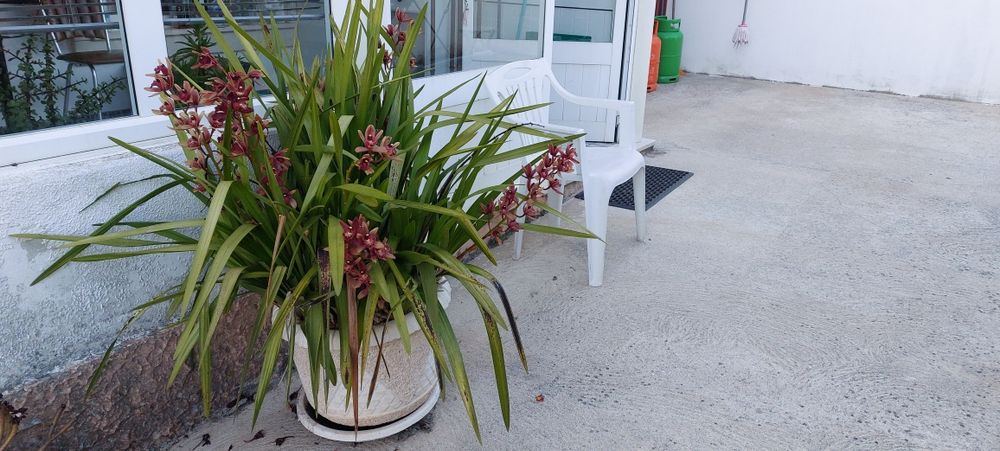 Vendo vaso +planta