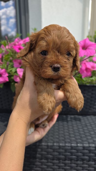 Cavapoo piesek Hodowla Issa OSPiKR - badania rodziców
