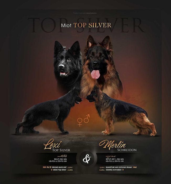 Owczarek Niemiecki FCI