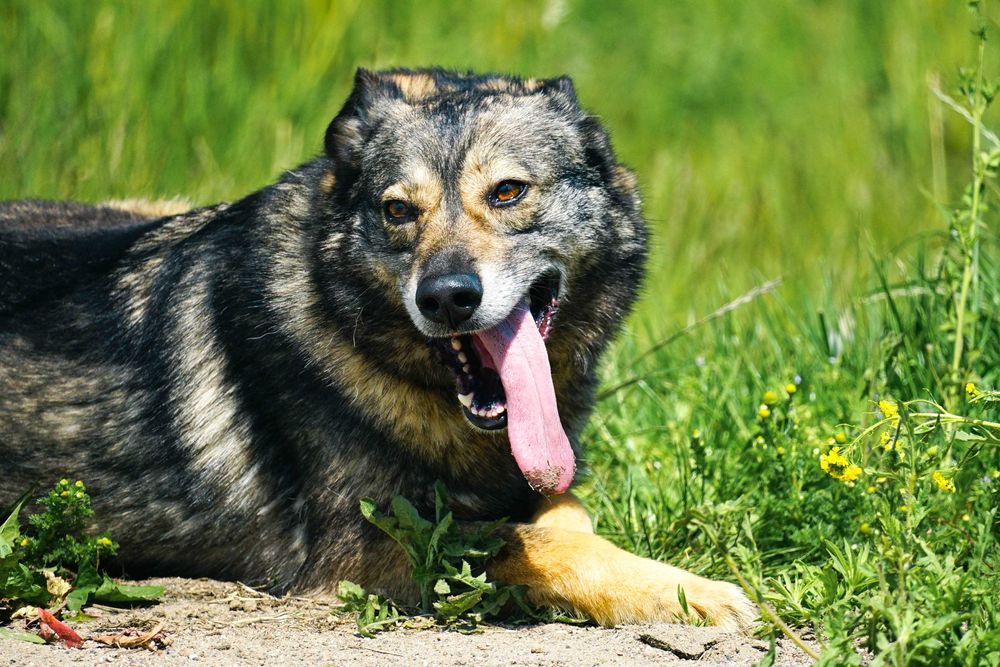 GUTEK - wesoły psiak szuka domu