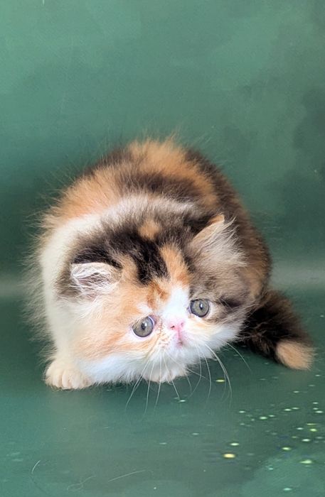 Перс каліко розплідник