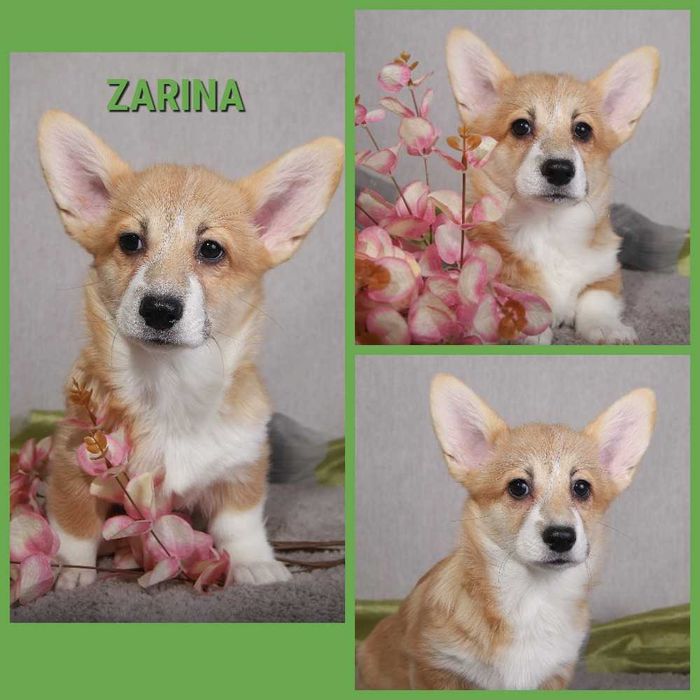 Рыжие девочки корги