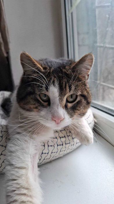 Офігітєльний коте Єврік