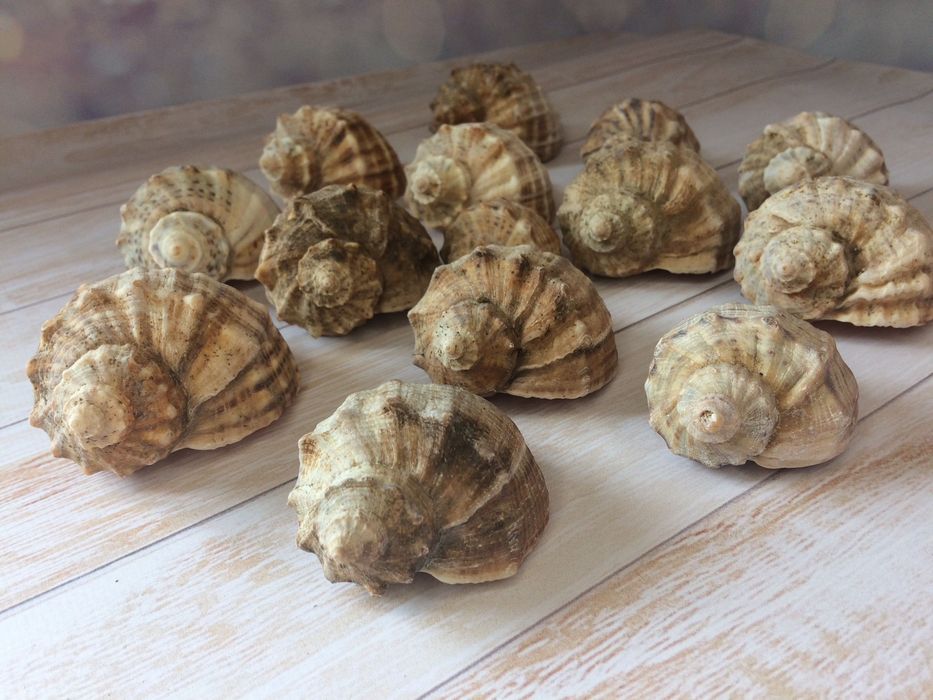 Ракушки Рапани морські справжні