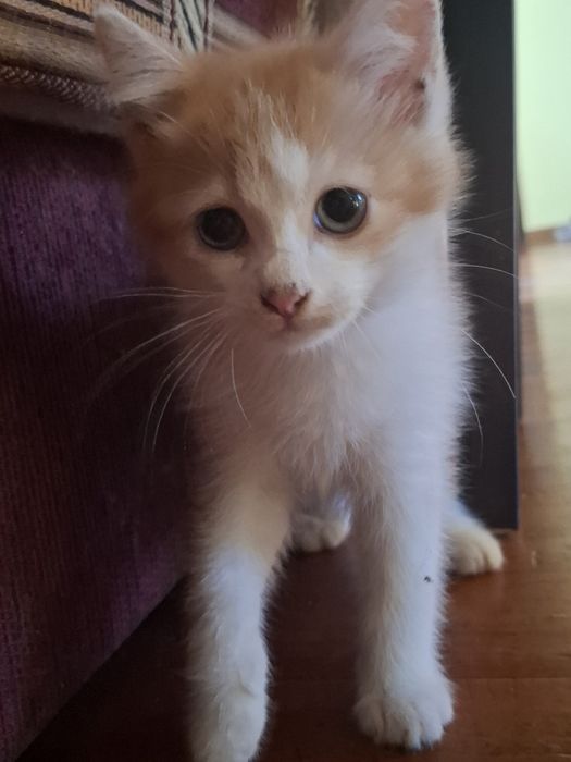 Віддам кошенят в хороші руки БЕЗКОШТОВНО!!!