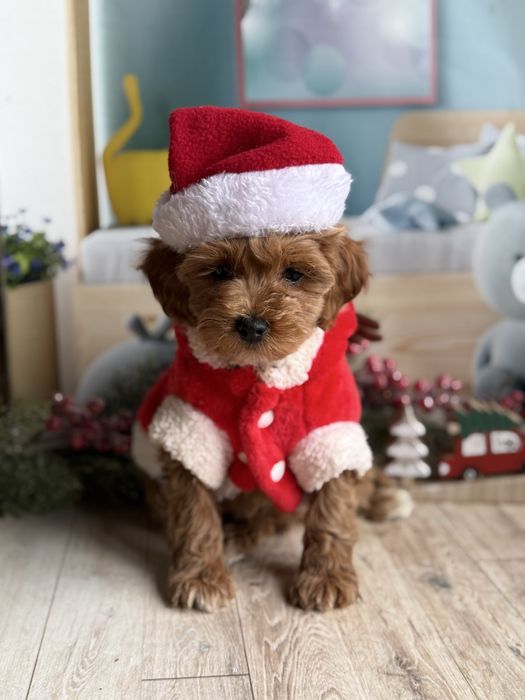 Мальтіпу стандарт яскрава дівчинка