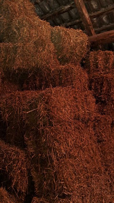 Słoma pszeniczna duże kostki