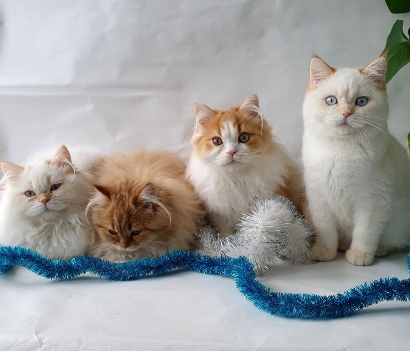 Киев срочно новогодняя скидка котики котята кошечки кошенята разнын ок