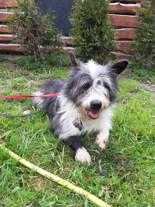 Pies potrzebujący pomocy na już, jest w schronisku.