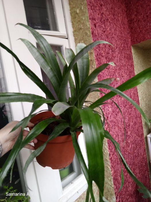 Філодендрон. Епіпремнум. Сингоніум