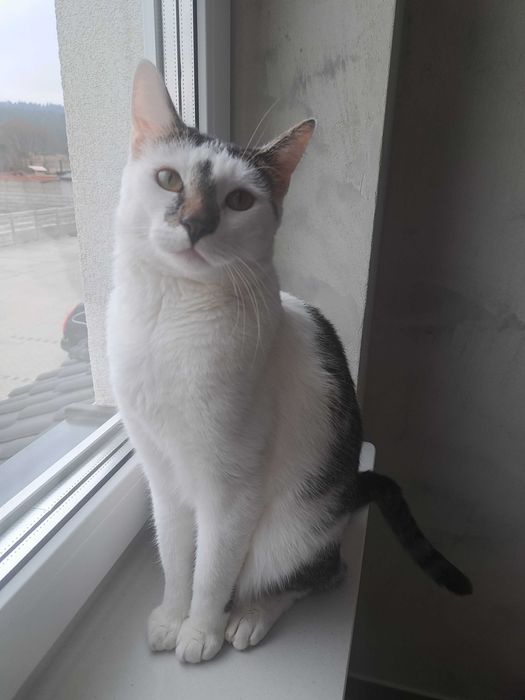 Kotki domowe do oddania