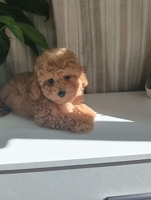 Caniche toy macho