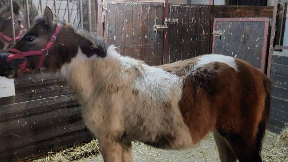 Ogier huculski Roczny