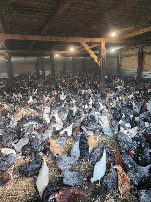 Kury kurki kurczaki kurczeta kokoszki z wolnego wybiegu.Wszystkie rasy