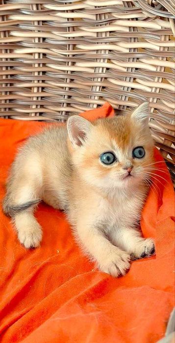 Шотландские котята (ЗОЛОТАЯ ШИНШИЛЛА)