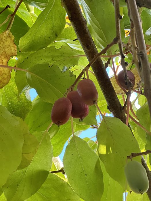 Актинідія 3 річна 10 сортів (міні ківі)