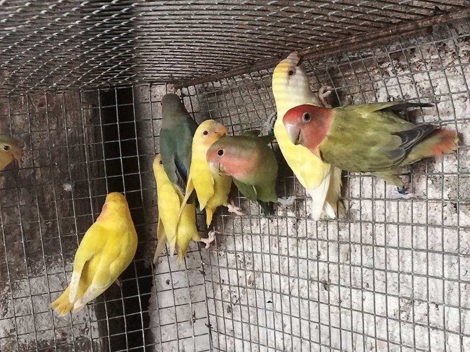 Várias Aves disponíveis