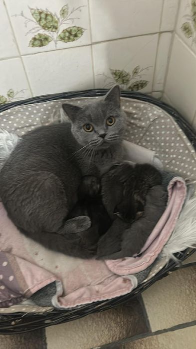 Scottish straight macho azul