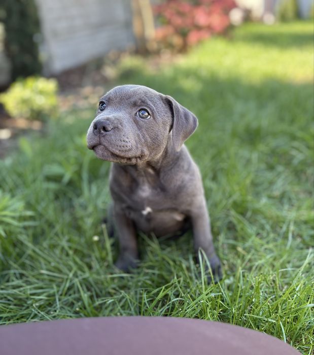 Staffordshire Bull Terrier -Staffik