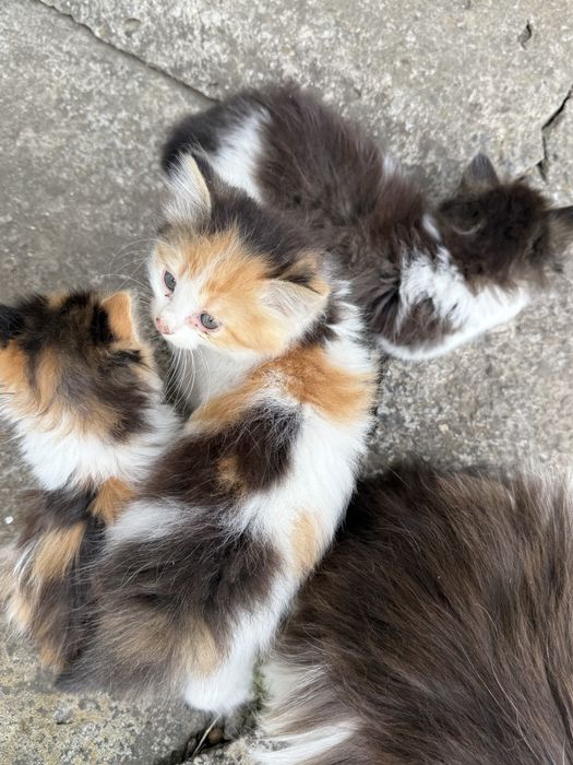 кошенята у добрі руки