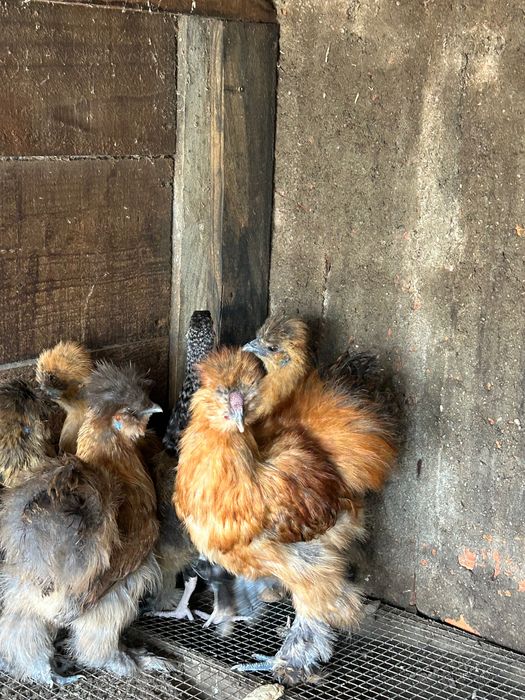 Vários animais para venda