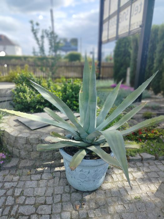 Sprzedam 1 dużą agawę