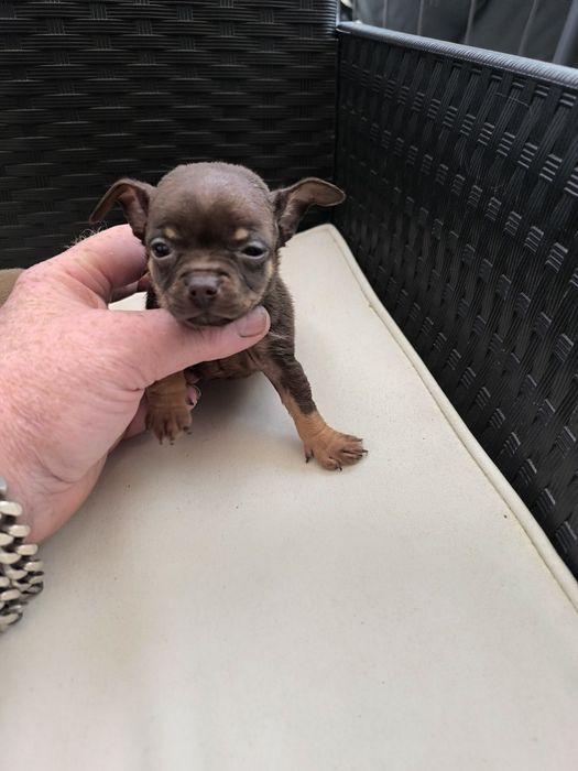 Piesek Chihuahua czekoladowy