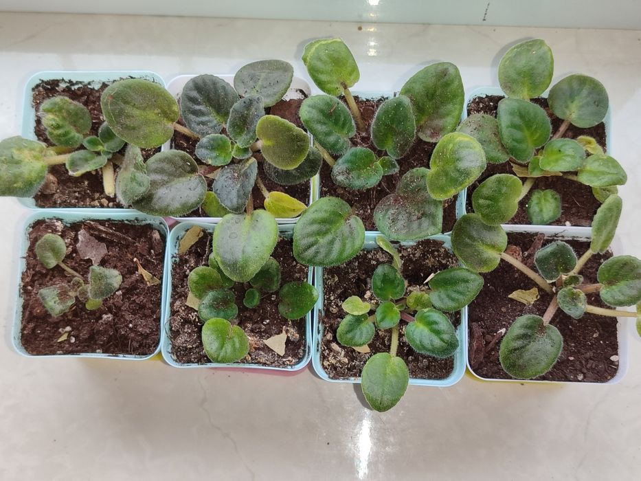 Фиалкі цвітуть з весни, є ще  маленькі, та алое