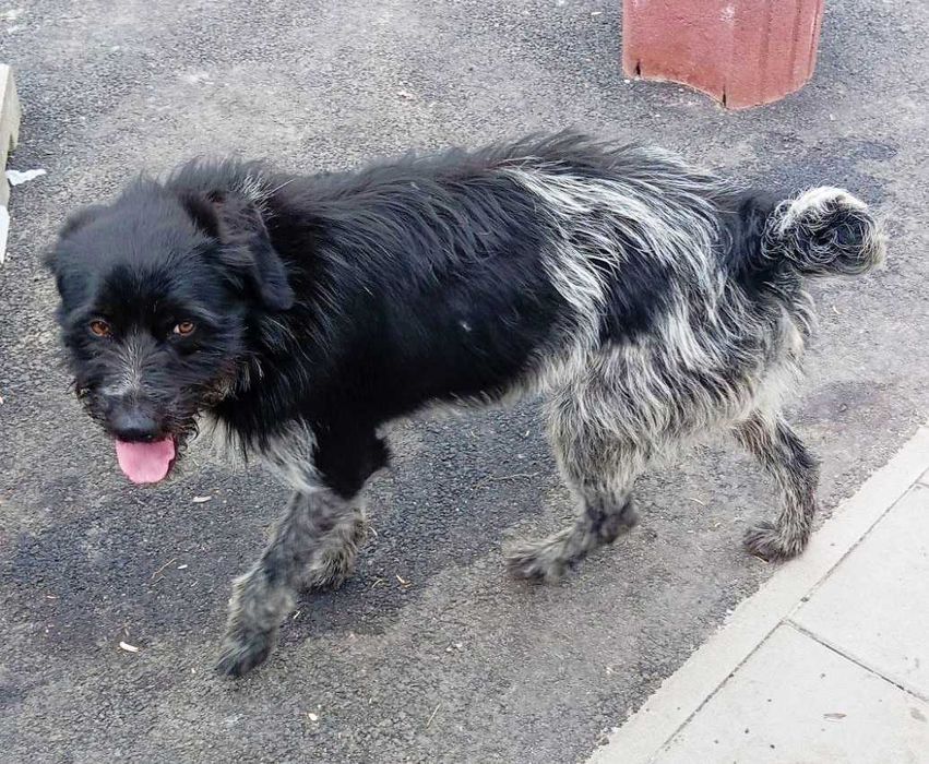 Міша -метис дратхара- мріє про дім та сім’ю / собака цуценя щенок