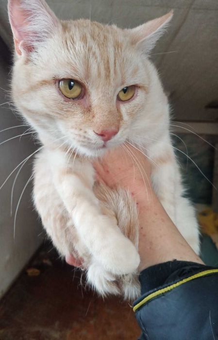 Молодий котик в добрі руки