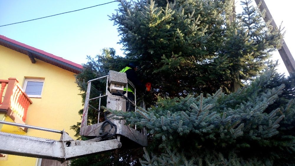 Przycinanie drzew, gałęzi, żywopłotów tuji, wynajem rębaka do gałęzi