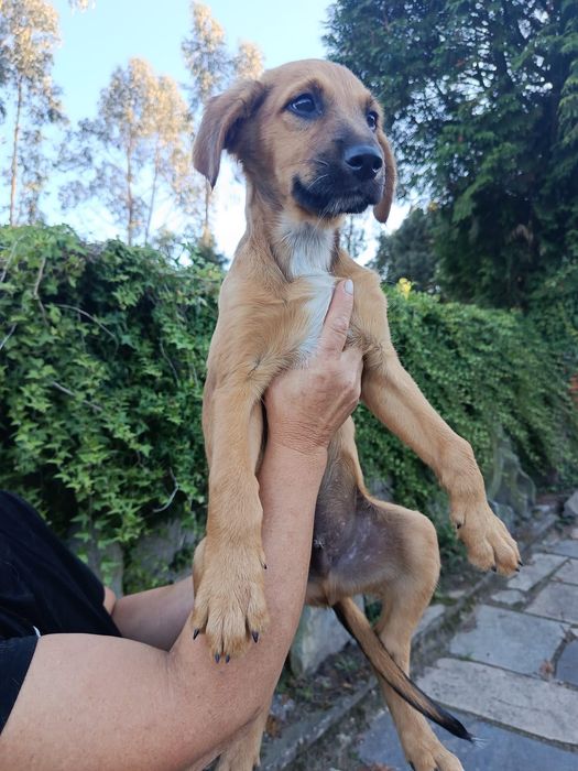 Cães bebés para adoção responsável