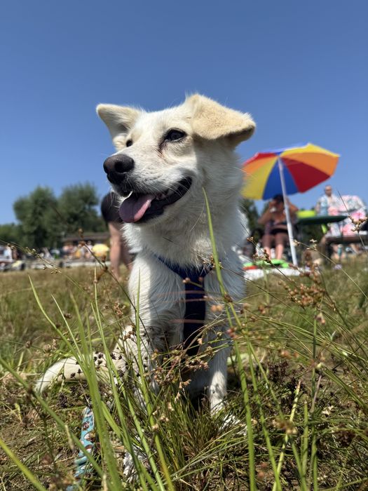 Piesek do oddania Suczka Beza