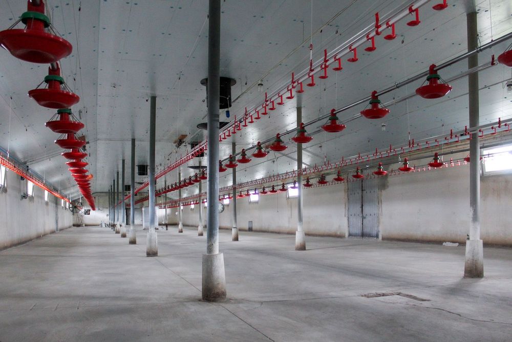 Izolacja Ocieplenie Sufit do Chlewni Obory Kurnika Styrodur XPS AGRO