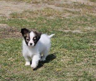 Papillon piękny chłopiec