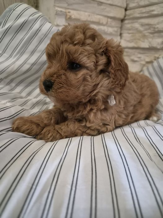 Suczka CAVAPOO szczeniak