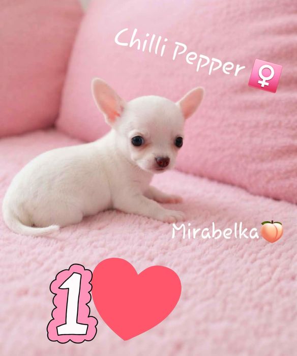 Idealnie BIALUTKA krótkowłosa MINI suczka chihuahua w obniżonej cenie!