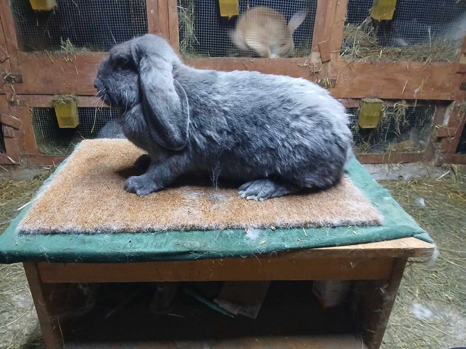 Baran francuski niebieski