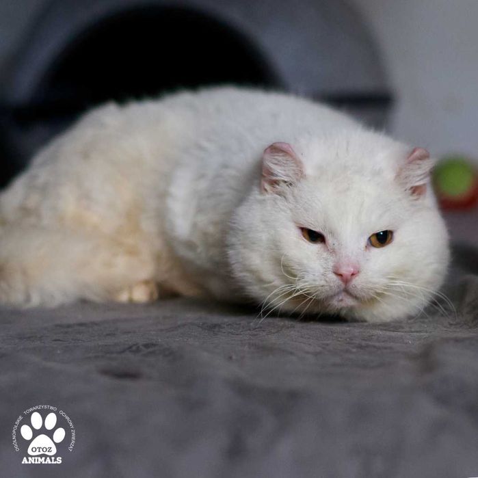 Biały kocurek do adopcji! Poznajcie Śnieżka!