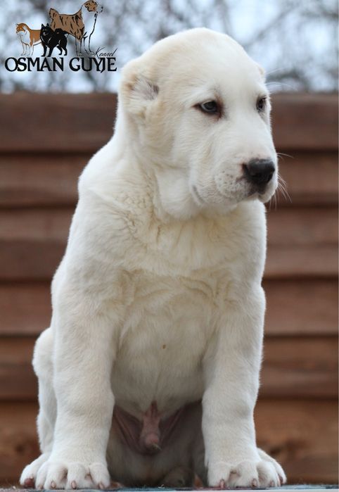 Перспективний хлопчик алабай САВ Середньоазітська вівчарка