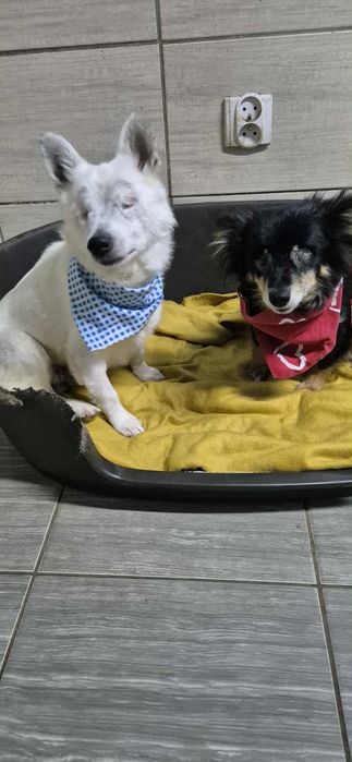 Do adopcji para maluszków