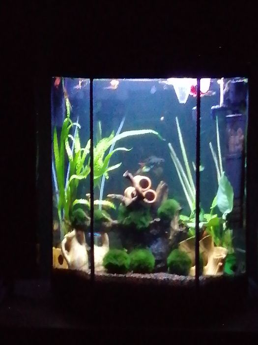 Akwarium Aquel 60L szesciokatne