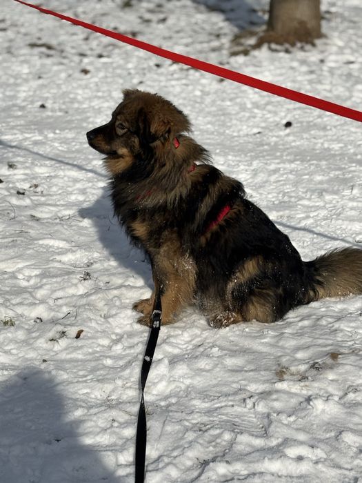 Mushu - puchaty piesek szuka domu