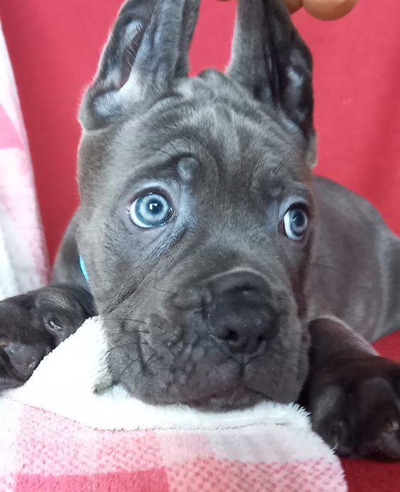 Cane Corso  sunia ARVENA