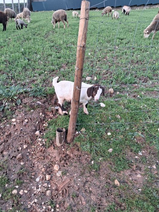 Cabritos boer para venda