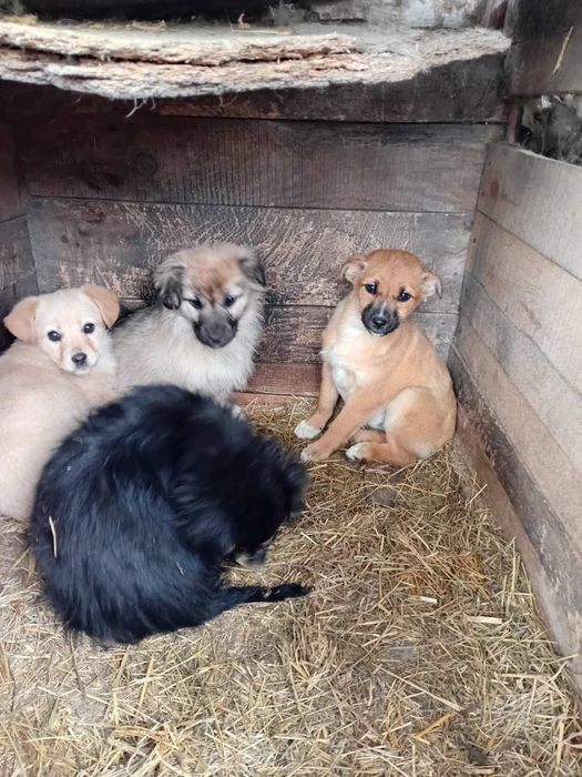Віддам собачки в добрі руки