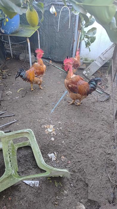 Galos caseiros com excelente porte
