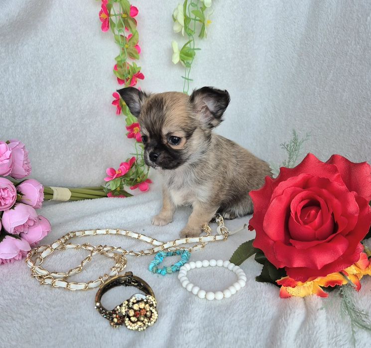 Śliczny Piesek Chihuahua Długowłosy XXS